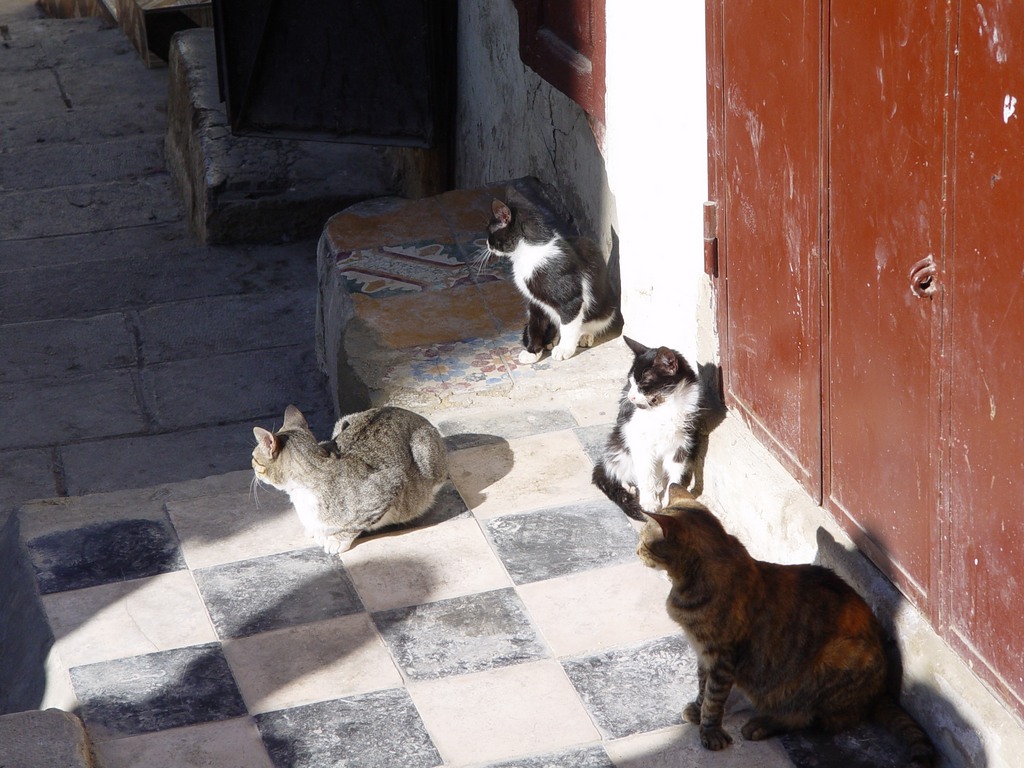 dsc03525.jpg