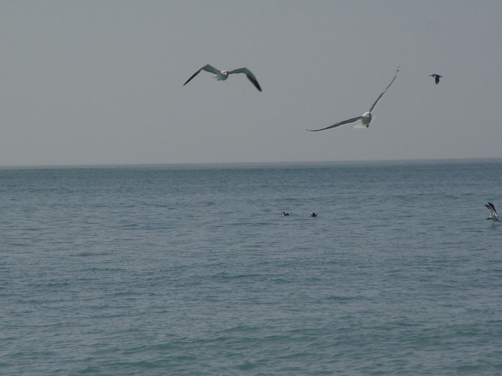dsc04589.jpg