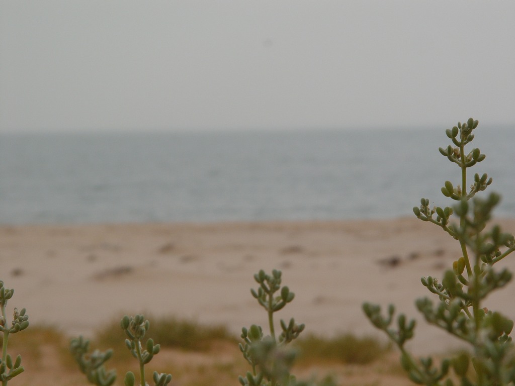 dsc04688.jpg