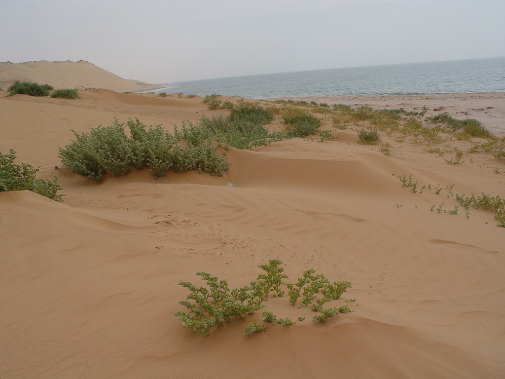 dsc04694.jpg