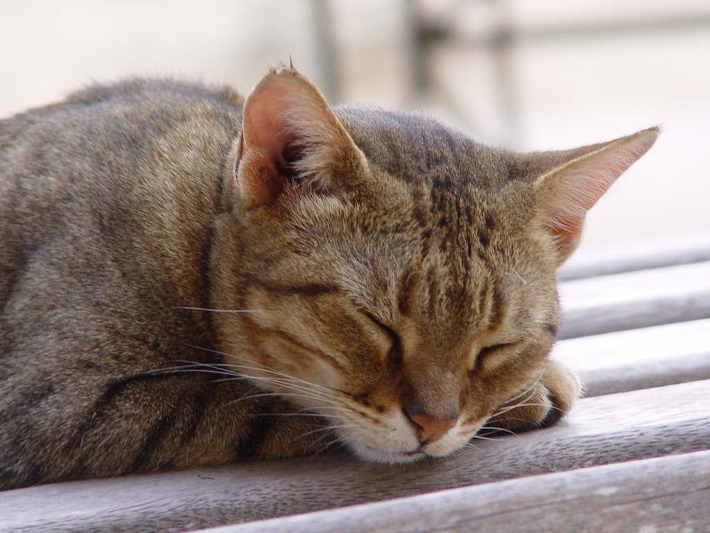 dsc05176.jpg