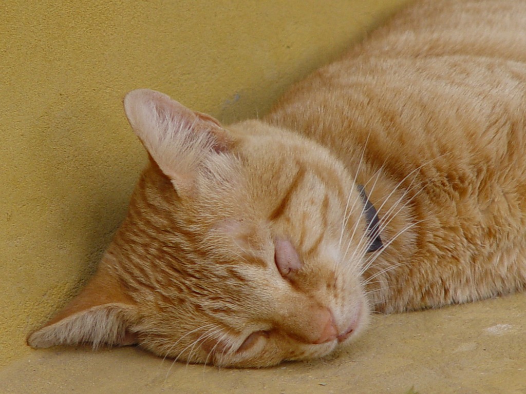 dsc05178.jpg