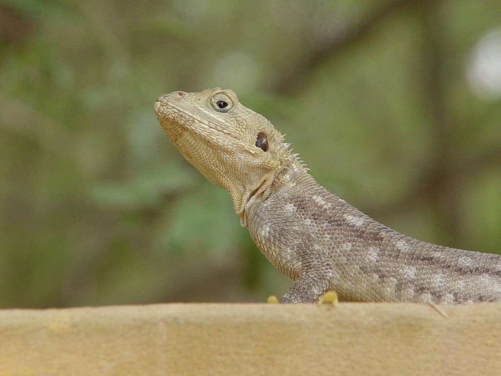 dsc05235.jpg