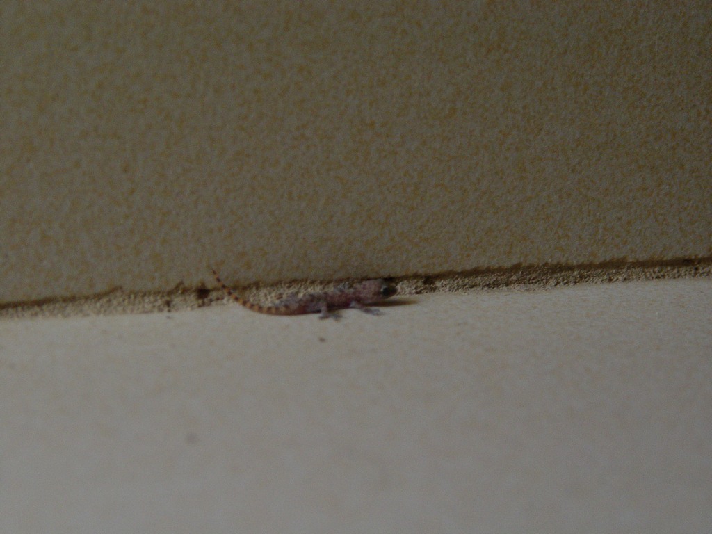 dsc05263.jpg