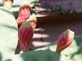 dsc03636.jpg