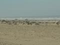 dsc03950.jpg