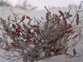 dsc04016.jpg