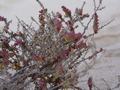 dsc04017.jpg