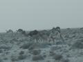 dsc04203.jpg