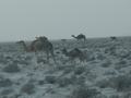dsc04204.jpg