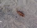dsc04376.jpg