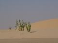 dsc04528.jpg