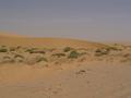 dsc04538.jpg