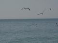 dsc04589.jpg