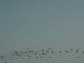 dsc04597.jpg