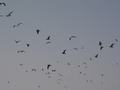 dsc04599.jpg