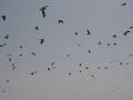 dsc04614.jpg