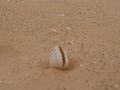 dsc04689.jpg