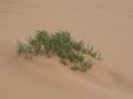 dsc04693.jpg