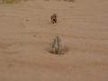 dsc04697.jpg