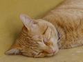 dsc05178.jpg