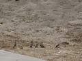 dsc05209.jpg