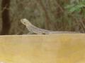 dsc05232.jpg