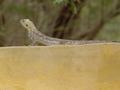 dsc05233.jpg